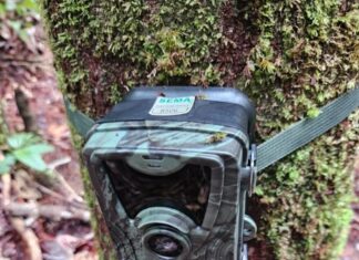 Câmeras trap são instaladas em Unidades de Conservação da BR-319 para monitorar fauna