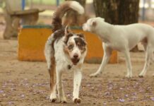 Carnaval: multidões e barulho colocam a saúde dos animais em risco