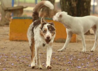 Carnaval: multidões e barulho colocam a saúde dos animais em risco