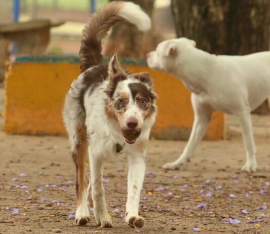 Carnaval: multidões e barulho colocam a saúde dos animais em risco