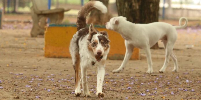 Carnaval: multidões e barulho colocam a saúde dos animais em risco