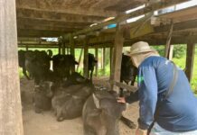Adaf intensifica vigilância em 466 propriedades rurais do Amazonas contra febre aftosa em 2026