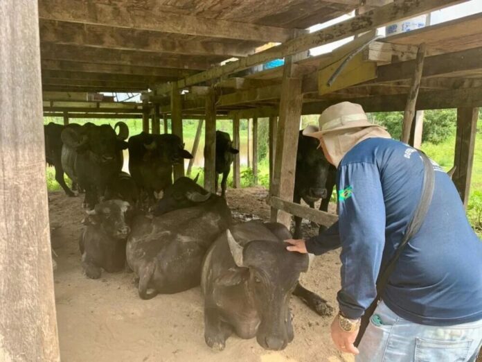 Adaf intensifica vigilância em 466 propriedades rurais do Amazonas contra febre aftosa em 2026