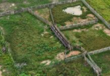 Operação Tamoiotatá 6: Ipaam autua três pessoas e aplica mais de R$ 1,7 milhão em multas em Humaitá