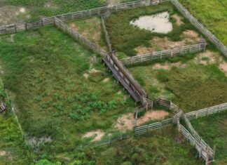 Operação Tamoiotatá 6: Ipaam autua três pessoas e aplica mais de R$ 1,7 milhão em multas em Humaitá