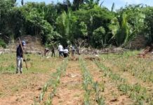 Idam conclui plantio de 9,25 mil mudas de abacaxi em Unidade Demonstrativa de Humaitá