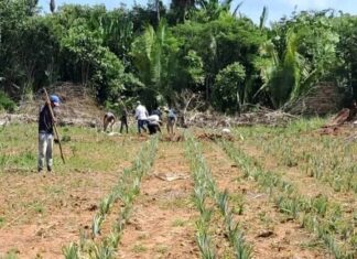 Idam conclui plantio de 9,25 mil mudas de abacaxi em Unidade Demonstrativa de Humaitá