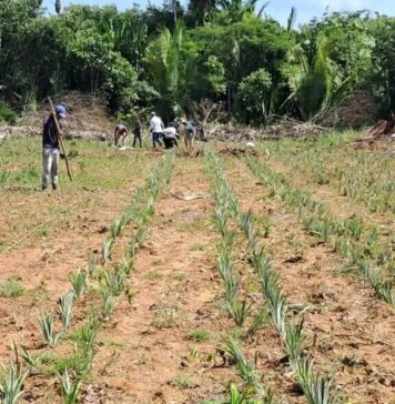 Idam conclui plantio de 9,25 mil mudas de abacaxi em Unidade Demonstrativa de Humaitá