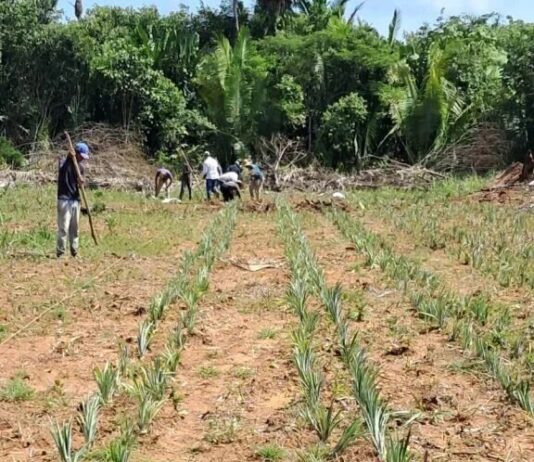 Idam conclui plantio de 9,25 mil mudas de abacaxi em Unidade Demonstrativa de Humaitá
