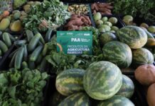 Edital do PAA abre 7 milhões para agricultores familiares indígenas e comunidades tradicionais no AM