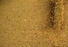 Agropecuária impulsiona PIB brasileiro com crescimento de 11,7% em 2025, aponta IBGE