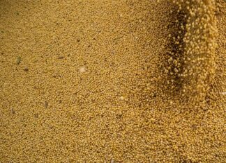 Agropecuária impulsiona PIB brasileiro com crescimento de 11,7% em 2025, aponta IBGE