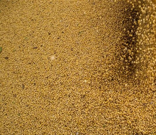 Agropecuária impulsiona PIB brasileiro com crescimento de 11,7% em 2025, aponta IBGE