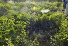 Comitê define ações prioritárias para programa de redução de agrotóxicos no Brasil